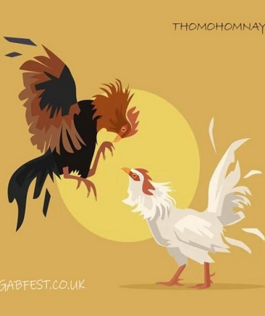 avatar thomohomnay TRỰC TIẾP ĐÁ GÀ THOMO