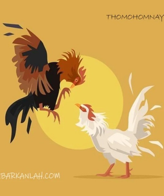 avatar thomohomnay TRỰC TIẾP ĐÁ GÀ THOMO Full HD MỖI NGÀY