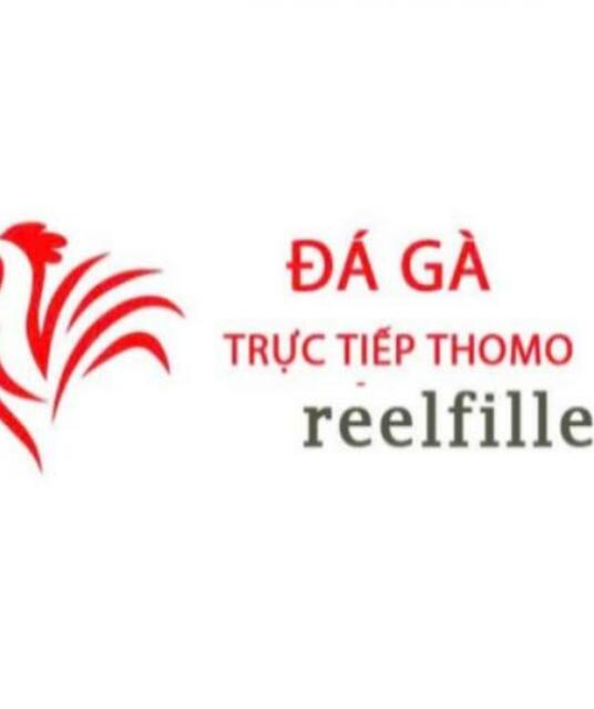 avatar Đá Gà Trực Tiếp Thomo Hôm Nay