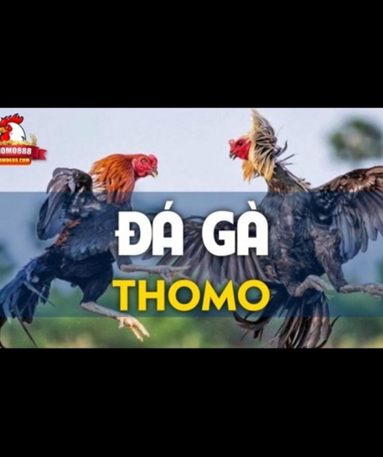 avatar ĐÁ GÀ THOMO LÀ GÌ CHƠI ĐÁ GÀ THOMO Ở ĐÂU UY TÍN